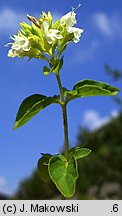 Origanum vulgare