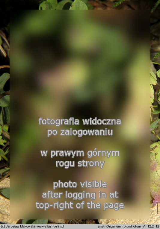 Origanum rotundifolium (lebiodka okrągłolistna)
