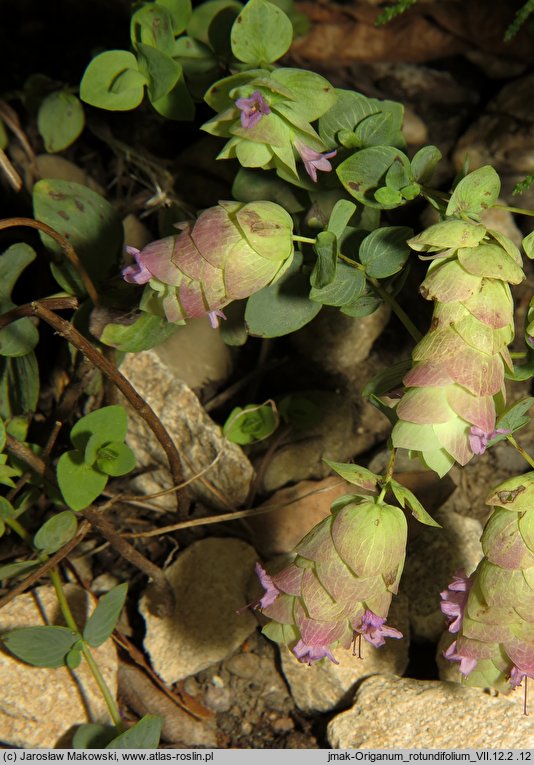 Origanum rotundifolium (lebiodka okrągłolistna)