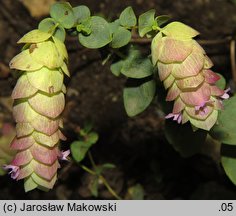 Origanum rotundifolium (lebiodka okrągłolistna)