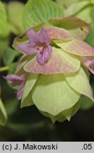 Origanum rotundifolium (lebiodka okrągłolistna)