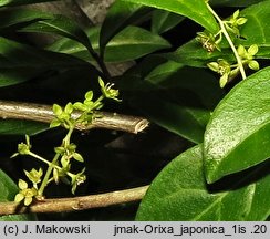 Orixa japonica (oriksa japońska)