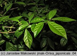 Orixa japonica (oriksa japońska)