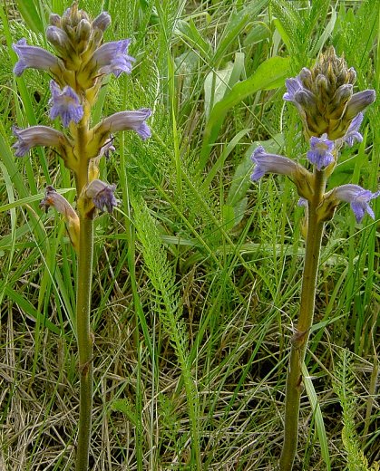 Orobanche purpurea