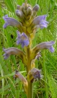 Orobanche purpurea