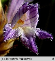 Phelipanche purpurea (zaraźnica niebieska)