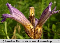 Phelipanche purpurea (zaraźnica niebieska)