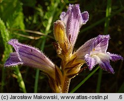 Phelipanche purpurea (zaraźnica niebieska)