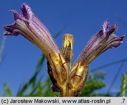 Phelipanche purpurea (zaraźnica niebieska)