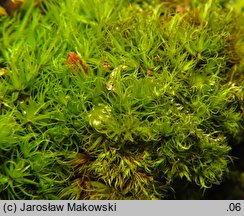 Orthodicranum montanum (prostoząbek górski)