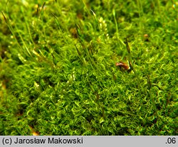 Orthodicranum montanum (prostoząbek górski)