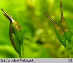 Orthodicranum montanum (prostoząbek górski)