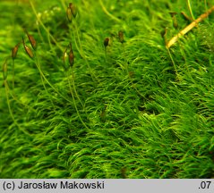 Orthodicranum montanum (prostoząbek górski)