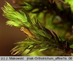 Orthotrichum affine (szurpek powinowaty)