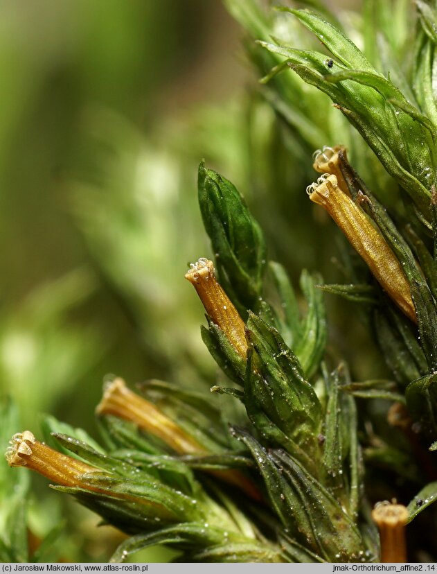 Orthotrichum affine (szurpek powinowaty)