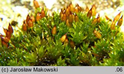 Orthotrichum anomalum (szurpek odrębny)