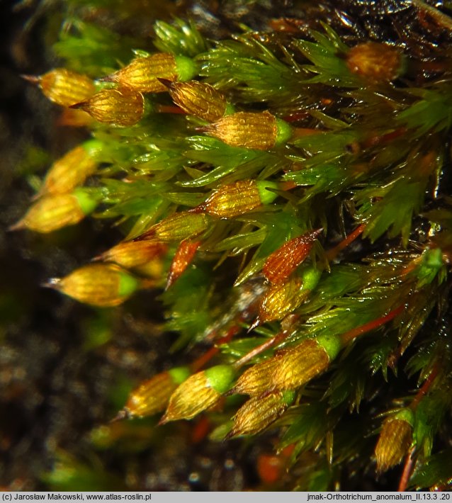 Orthotrichum anomalum (szurpek odrębny)