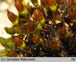 Orthotrichum anomalum (szurpek odrębny)