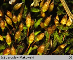 Orthotrichum anomalum (szurpek odrębny)