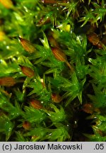 Orthotrichum anomalum (szurpek odrębny)