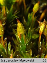 Orthotrichum anomalum (szurpek odrębny)