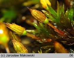 Orthotrichum anomalum (szurpek odrębny)