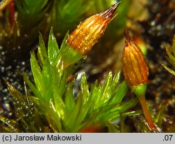 Orthotrichum anomalum (szurpek odrębny)