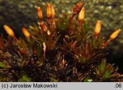 Orthotrichum anomalum (szurpek odrębny)