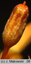 Orthotrichum anomalum (szurpek odrębny)