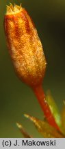 Orthotrichum anomalum (szurpek odrębny)