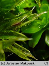 Orthotrichum diaphanum (szurpek przeźroczysty)