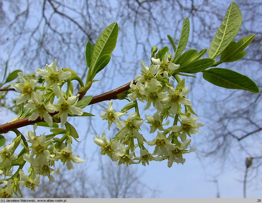 Osmaronia cerasiformis (śliwokrzew amerykański)