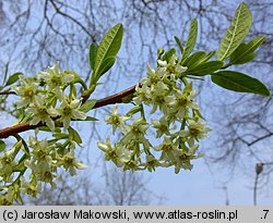 Osmaronia cerasiformis (śliwokrzew amerykański)