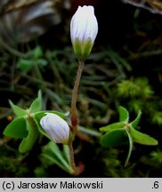 Oxalis acetosella (szczawik zajęczy)