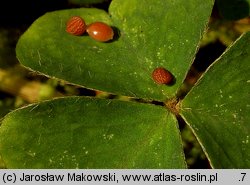 Oxalis acetosella (szczawik zajęczy)