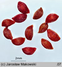 Oxycoccus macrocarpus (żurawina wielkoowocowa)