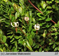 Oxycoccus macrocarpus (żurawina wielkoowocowa)