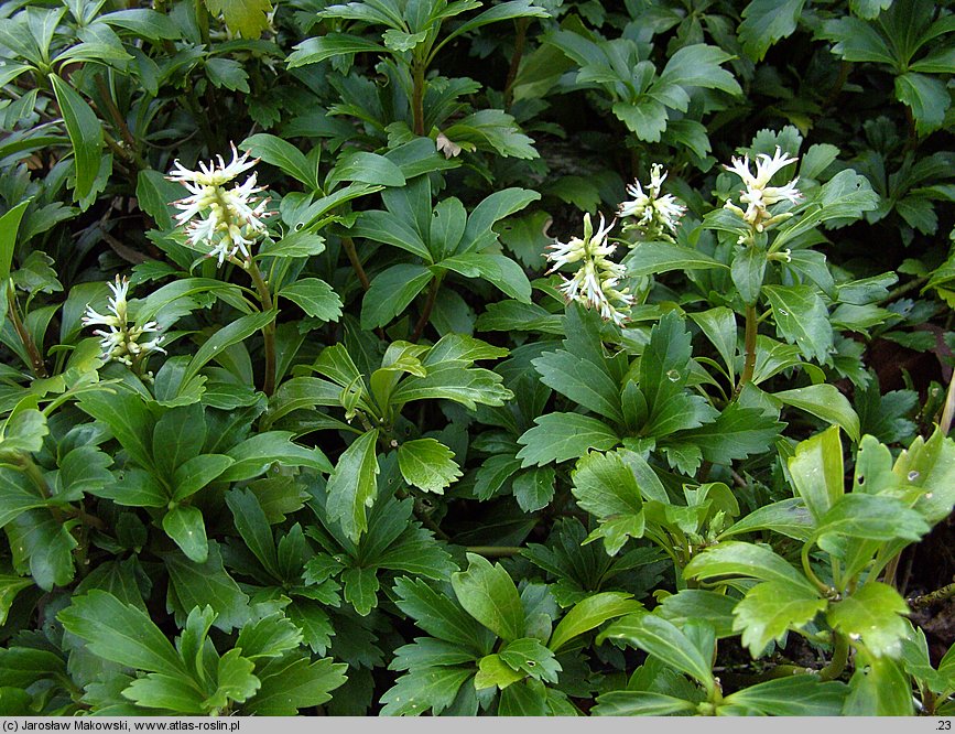 Pachysandra terminalis (runianka japońska)