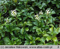 Pachysandra terminalis (runianka japońska)