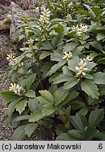 Pachysandra terminalis (runianka japońska)