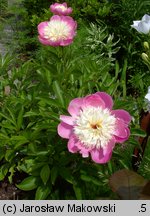 Paeonia lactiflora Bowl of Beauty