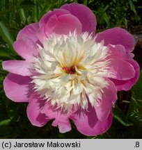 Paeonia lactiflora Bowl of Beauty