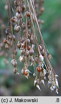 Panicum miliaceum (proso zwyczajne)