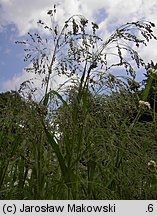 Panicum miliaceum (proso zwyczajne)