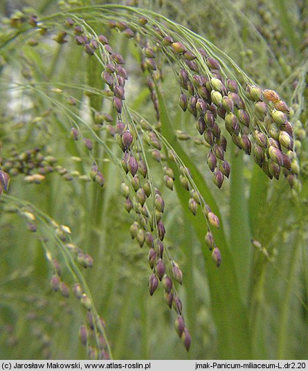 Panicum miliaceum (proso zwyczajne)