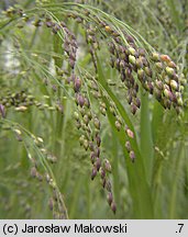 Panicum miliaceum (proso zwyczajne)