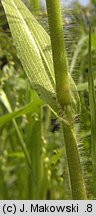 Panicum miliaceum (proso zwyczajne)