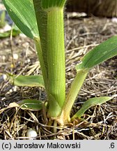 Panicum miliaceum (proso zwyczajne)