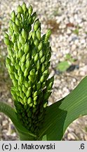 Panicum miliaceum (proso zwyczajne)