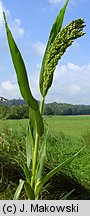 Panicum miliaceum (proso zwyczajne)